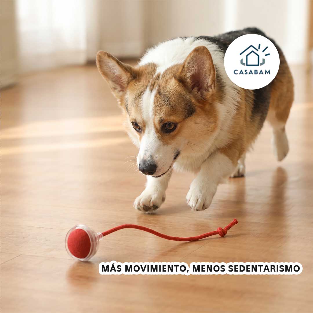 Pelota Inteligente para Mascota -Se mueve sola - Activa el instinto cazador de tu mascota desde el primer minuto de juego